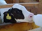 milk